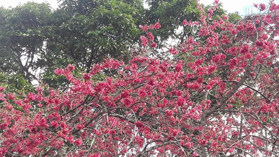 Shan Ju Lake Villa Renai Dış mekan fotoğraf